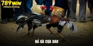 Đá Gà Cựa Dao 789Win - Trực Tiếp Miễn Phí Với Kèo Cạnh Tranh
