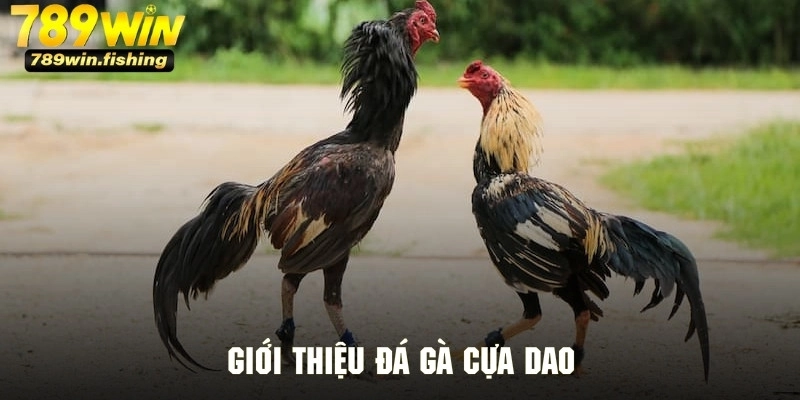Tổng quan thông tin về loại hình đá gà cựa dao từ 789Win
